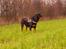 Rottweiler Fafner<3 |Faffe'laffe|<3