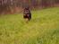 Rottweiler Fafner<3 |Faffe'laffe|<3 - 8/11/2014