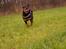 Rottweiler Fafner<3 |Faffe'laffe|<3 - 8/11/2014