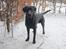 Labrador retriever Monty <3