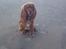 Blanding af racer Nala