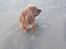 Blanding af racer Nala