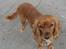 Blanding af racer Nala