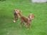 Blanding af racer Nala