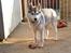 Siberian husky Mesmocan Sunka Yuki