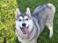 Siberian husky Mesmocan Sunka Yuki
