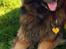 Schæferhund Zacki