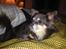 Chihuahua Badu