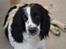 Engelsk springer spaniel Sitto