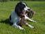 Engelsk springer spaniel Sitto