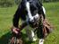 Engelsk springer spaniel Sitto