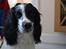 Engelsk springer spaniel Sitto