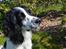 Engelsk springer spaniel Sitto