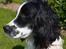 Engelsk springer spaniel Sitto