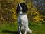 Engelsk springer spaniel Sitto