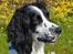 Engelsk springer spaniel Sitto