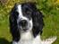 Engelsk springer spaniel Sitto
