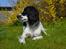 Engelsk springer spaniel Sitto