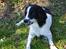 Engelsk springer spaniel Sitto