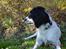 Engelsk springer spaniel Sitto