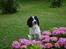 Engelsk springer spaniel Sitto