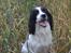 Engelsk springer spaniel Sitto