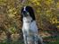 Engelsk springer spaniel Sitto