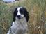 Engelsk springer spaniel Sitto