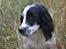 Engelsk springer spaniel Sitto