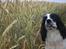 Engelsk springer spaniel Sitto