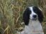 Engelsk springer spaniel Sitto