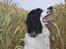Engelsk springer spaniel Sitto