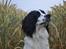 Engelsk springer spaniel Sitto