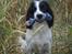 Engelsk springer spaniel Sitto