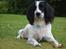 Engelsk springer spaniel Sitto
