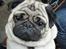 Mops Benno