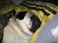 Mops Benno