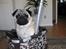 Mops Benno