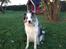 Border collie Catch