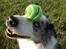 Border collie Catch