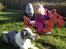 Border collie Catch