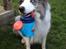 Border collie Catch