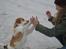 Blanding af racer Beagle/Japansk Spids-Futte - Et af mine yndlingsbilleder af Futfut