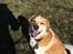 Blanding af racer Beagle/Japansk Spids-Futte - Elsker <3