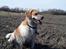 Blanding af racer Beagle/Japansk Spids-Futte - Futte muddergris
