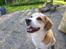 Blanding af racer Beagle/Japansk Spids-Futte