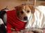 Blanding af racer Beagle/Japansk Spids-Futte