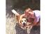 Blanding af racer Beagle/Japansk Spids-Futte