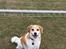 Blanding af racer Beagle/Japansk Spids-Futte