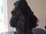 Cocker spaniel Diana - himmelhund - Diana nov 2014